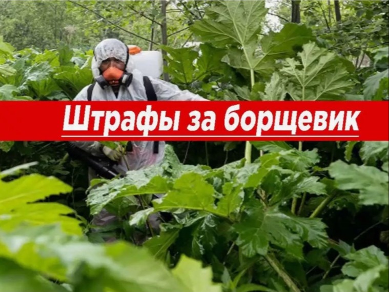 С 1 марта владельцам земельных участков грозит штраф за распространение борщевика.